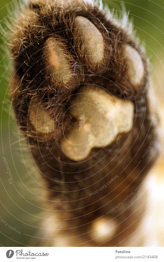 Samtpfote Umwelt Natur Tier Haustier Katze Fell Pfote 1 hell weich braun Katzenpfote Farbfoto mehrfarbig Außenaufnahme Nahaufnahme Detailaufnahme Makroaufnahme