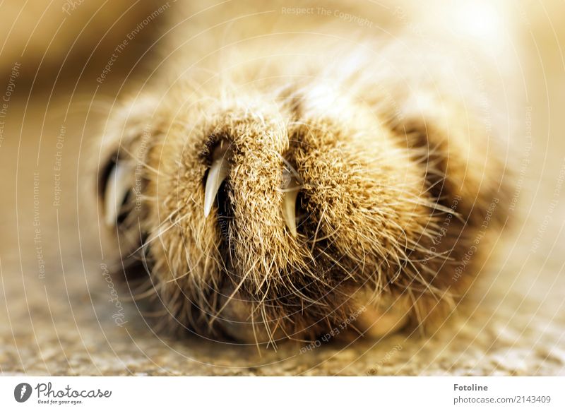 Krallen ausgefahren Umwelt Natur Tier Haustier Katze Fell 1 nah natürlich weich braun Pfote Katzenpfote Scharfer Geschmack Spitze gefährlich Farbfoto mehrfarbig