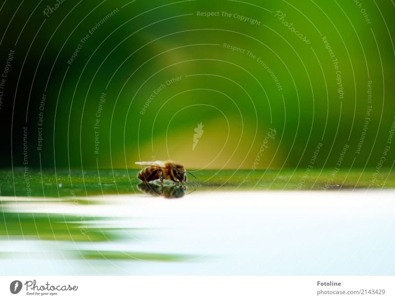 Rastplatz Umwelt Natur Tier Sommer Biene 1 frei klein nah natürlich braun grün Flügel Reflexion & Spiegelung Scheibe Pause Farbfoto mehrfarbig Außenaufnahme