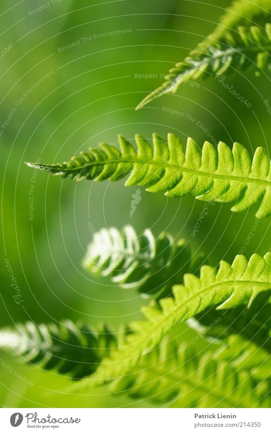 Farn im Abendlicht Umwelt Natur Pflanze Urelemente Sommer Klima Wetter Schönes Wetter Blatt Grünpflanze Wildpflanze Blick leuchten Muster verbreiten Wachstum