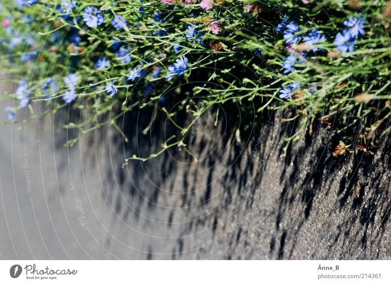 Gemeine Wegwarte Natur Pflanze Blume Wildpflanze Heilpflanzen Wege & Pfade Beton Blühend Wachstum einfach blau grau grün Leben Wilde Zichorie Farbfoto