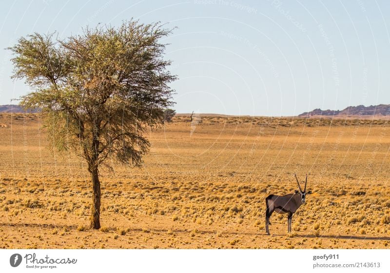 Im Schatten Ferien & Urlaub & Reisen Ausflug Abenteuer Ferne Safari Expedition Umwelt Natur Landschaft Erde Sand Himmel Sonnenlicht Frühling Sommer Wärme Dürre