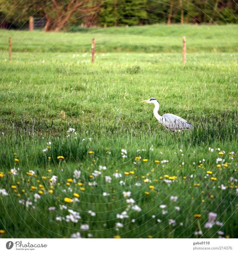 bird Umwelt Pflanze Tier Gras Blüte Wiese Jagd Vogel Blumenwiese Zaun grün Leben Klima Klimaschutz wild Landwirtschaft gelb weiß Freiheit Umweltschutz Weide