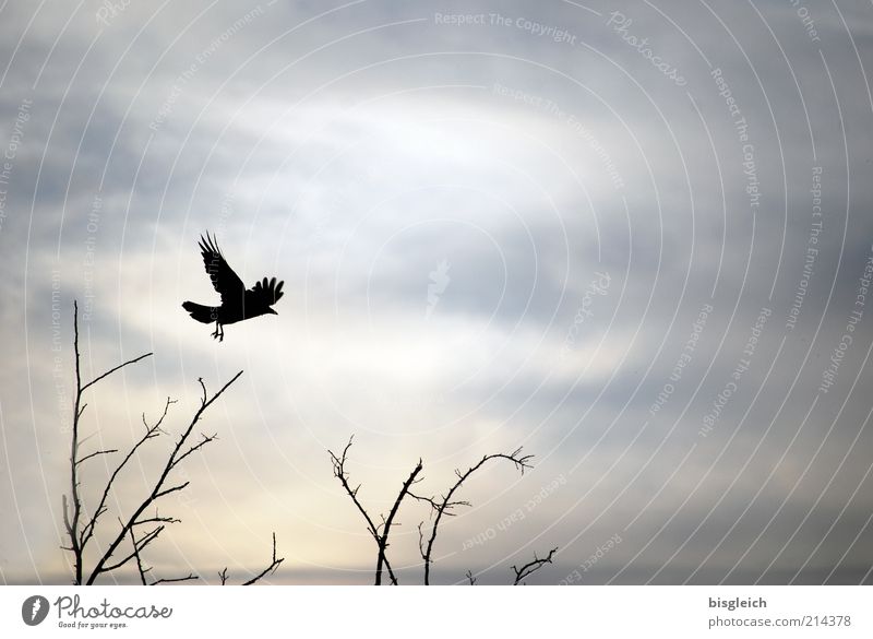 Start Himmel Sträucher Tier Vogel Flügel 1 fliegen grau Farbfoto Gedeckte Farben Außenaufnahme Textfreiraum rechts Abend Dämmerung Silhouette Landen