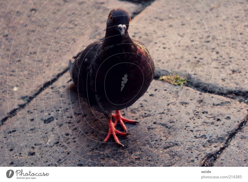 "was ist?!", denkt sie. Natur Platz Venedig Tier Taube Krallen 1 Stein braun rot schwarz weiß Vertrauen Zutraulichkeit Farbfoto Nahaufnahme Tag Tierporträt