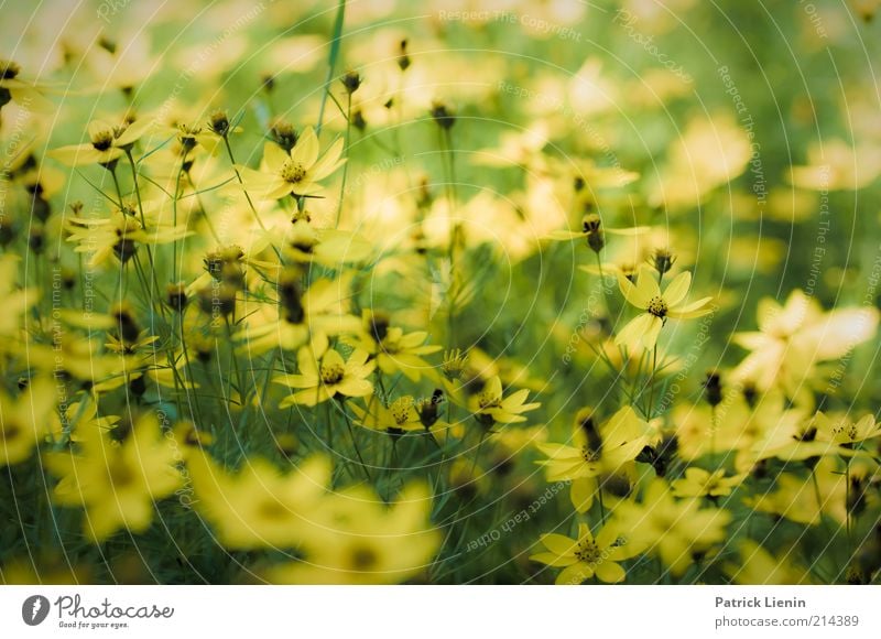 Traumland Umwelt Natur Pflanze Sommer Klima Wetter Schönes Wetter Blume Blüte Grünpflanze Wildpflanze Wiese Duft authentisch exotisch frisch hell schön Farbfoto