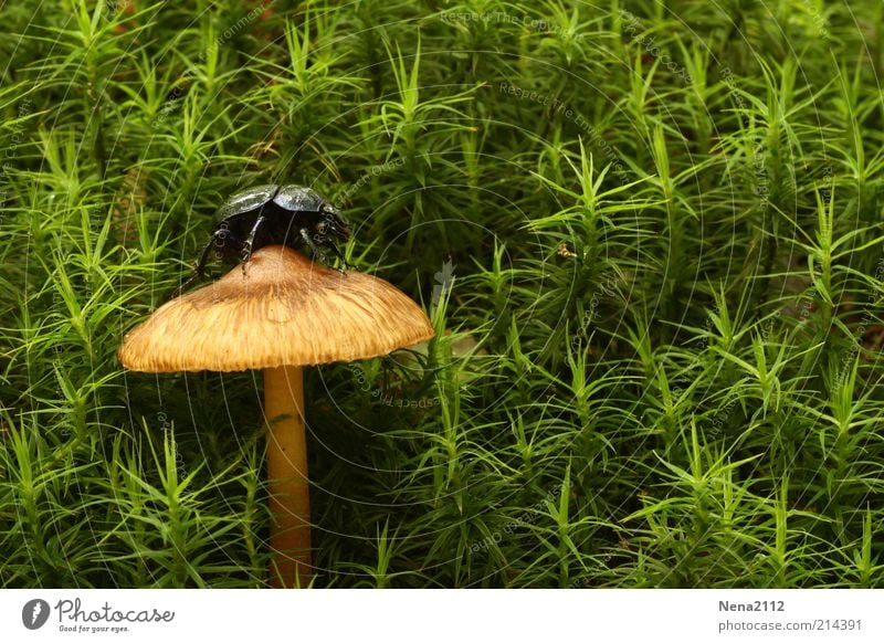 Hochsitz Pilz Käfer Schwarzkäfer Mistkäfer Champignons Pilzhut Moos grün braun einzeln hoch Einsamkeit Klettern Insekt Nahaufnahme Farbfoto Kontrast Waldboden