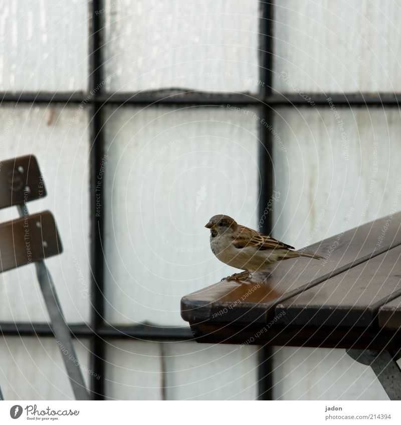 warten auf herrn k. Stuhl Mauer Wand Tier Wildtier Vogel 1 sitzen frech Tisch Spatz Biergarten Gast Gastronomie Blick Glas Glaswand Glasbaustein Fuge Holz