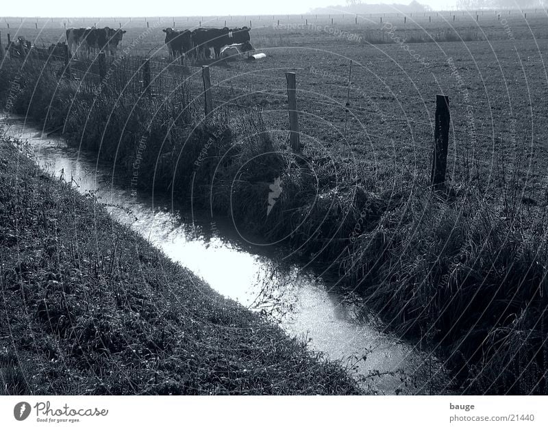 Entwässerungsgraben im Moor Wiese Rind Herbst schlechtes Wetter Nebel Dümmer Graben