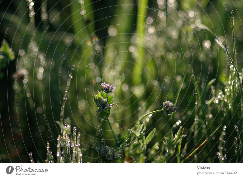 Tauglitzern Natur Pflanze Wassertropfen Sommer Gras Tropfen glänzend frisch nass grün Frühlingsgefühle Wiese Farbfoto Außenaufnahme Nahaufnahme Makroaufnahme