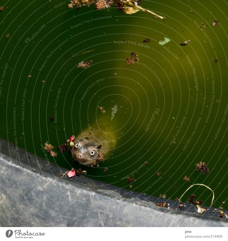 Hypnoseversuch Natur Tier Sommer Teich Haustier Schildkröte Blick frech lustig niedlich Flirten beobachten Schildkrötenpanzer Wasser grün schön Gute Laune