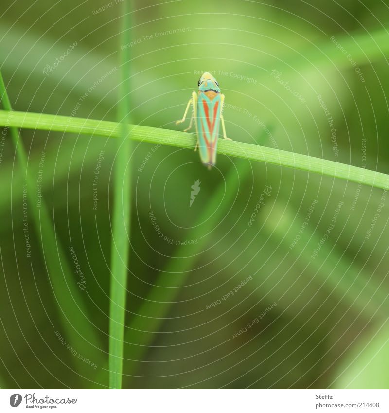 Sekundenfoto - Zikade auf dem Sprung Rhododendronzikade Insekt winzig schnelllebig Momentaufnahme leicht Leichtigkeit Grashalm Insektenbeine Tarnung Tarnfarben