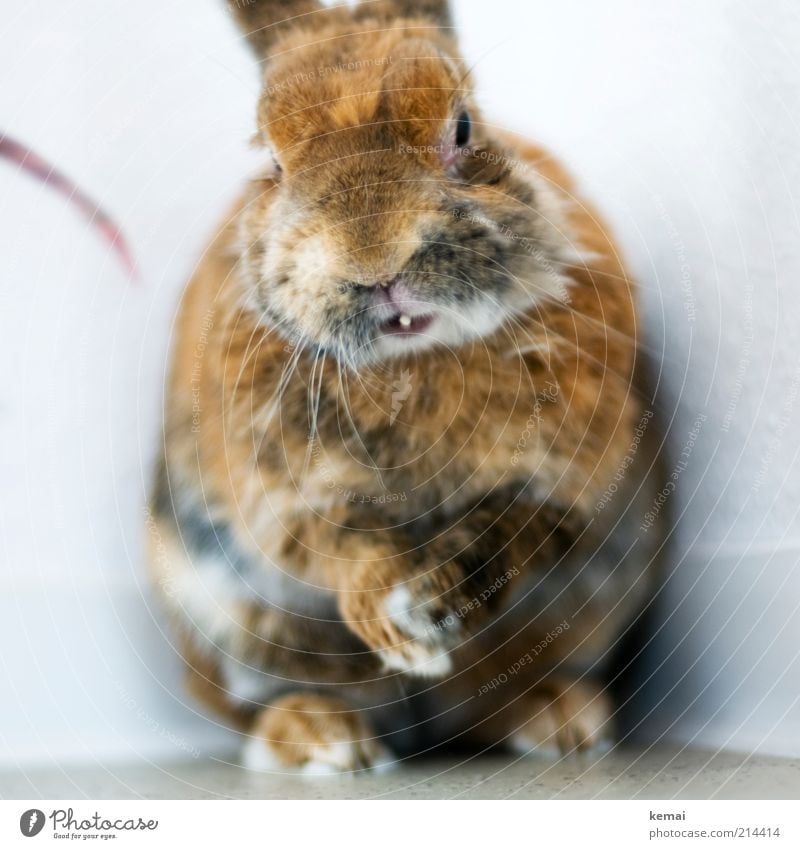 Hände reiben Tier Haustier Tiergesicht Fell Krallen Pfote Hase & Kaninchen Zwergkaninchen Winterfell 1 Blick sitzen alt niedlich braun Osterhase Farbfoto