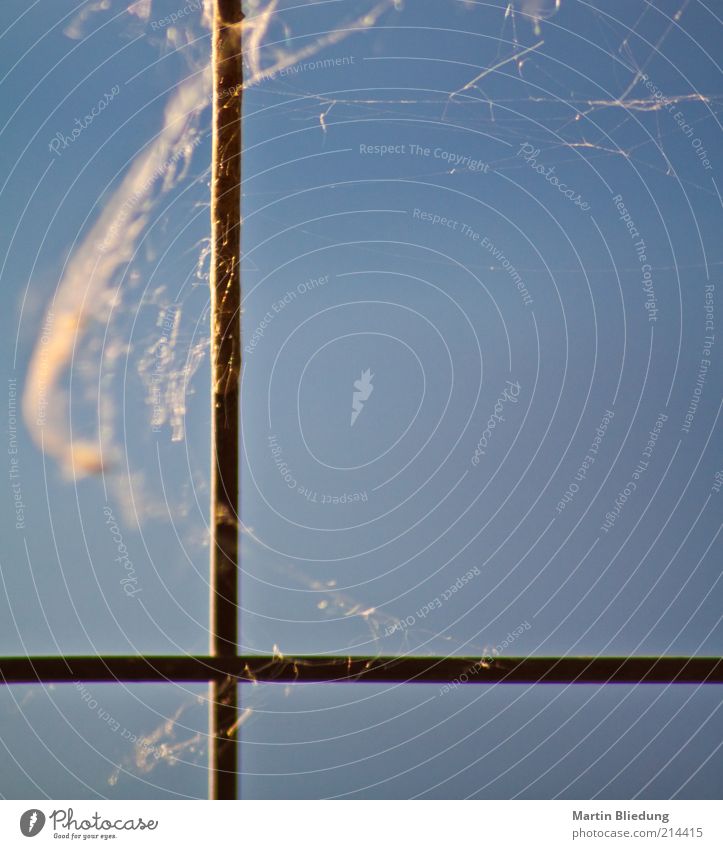 Kreuznaht Zeichen Ekel frei blau braun ruhig gefangen Spinnennetz Material Natur Strukturen & Formen Gegenlicht Zaun Eisen Metall Spinngewebe Farbfoto