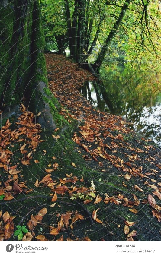 cong woods Herbst Flussufer Congriver Cong Co.Mayo ruhig Idylle Wald Natur Blatt Moos Baumstamm Wurzel mehrfarbig Farbfoto Außenaufnahme Menschenleer