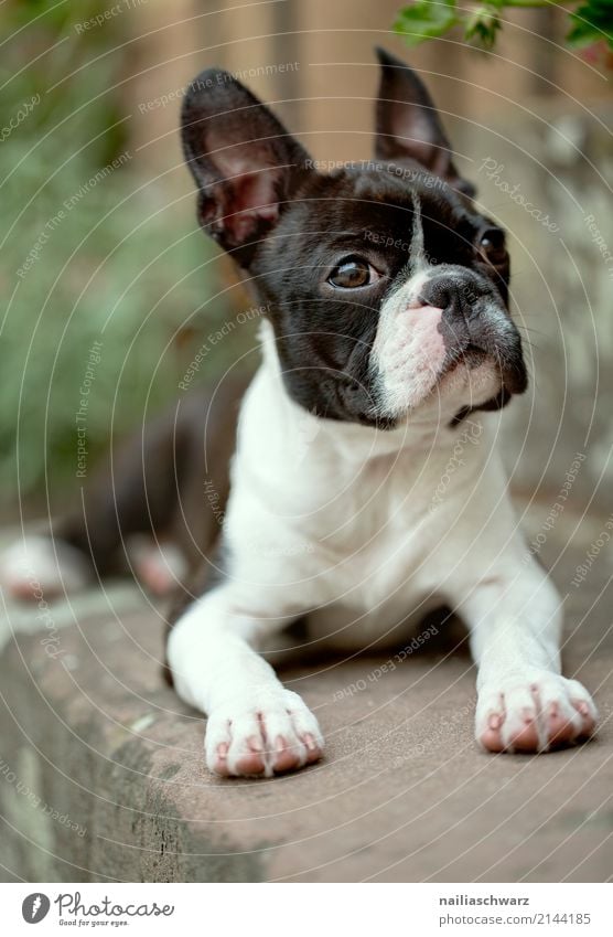 Boston Terrier Portrait Sommer Wärme Treppe Tier Haustier Hund Tiergesicht 1 beobachten Erholung liegen Blick warten Freundlichkeit Fröhlichkeit kuschlig