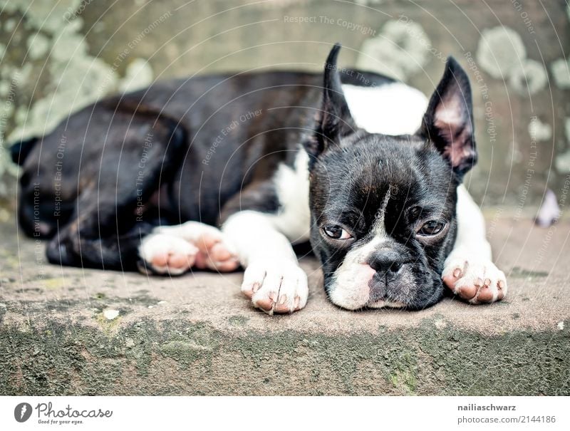 Boston Terrier Zufriedenheit Erholung Sommer Wärme Treppe Tier Haustier Tiergesicht 1 Stein Beton beobachten schlafen Traurigkeit Freundlichkeit schön kuschlig