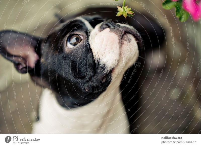 Boston Terrier Sommer Wärme Blume Tier Haustier Hund Tiergesicht französische Bulldogge 1 beobachten Blick Duft elegant Fröhlichkeit lustig natürlich Neugier