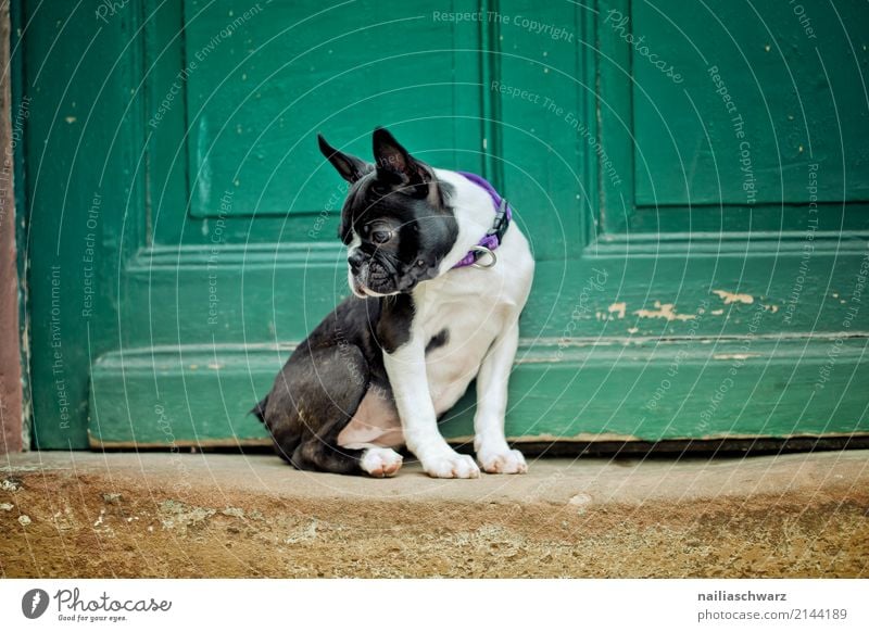 Boston Terrier Portrait Sommer Wärme Haus Treppe Tür Tier Haustier Hund französische Bulldogge Welpe 1 Tierjunges beobachten Erholung Blick Spielen frech