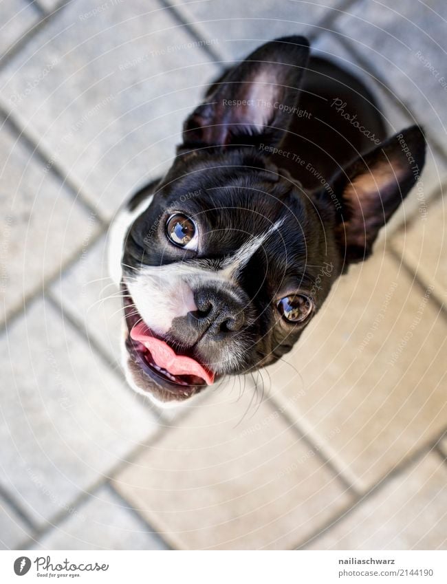 Boston Terrier Sommer Wärme Tier Haustier Hund französische Bulldogge 1 Stein beobachten entdecken hören Blick sitzen warten elegant Glück kuschlig Neugier