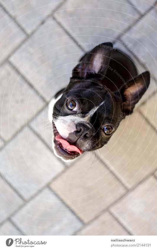 glücklicher Boston Terrier Sommer Wärme Tier Haustier Hund französische Bulldogge 1 Tierjunges Stein Beton beobachten Blick sitzen Spielen warten Freundlichkeit