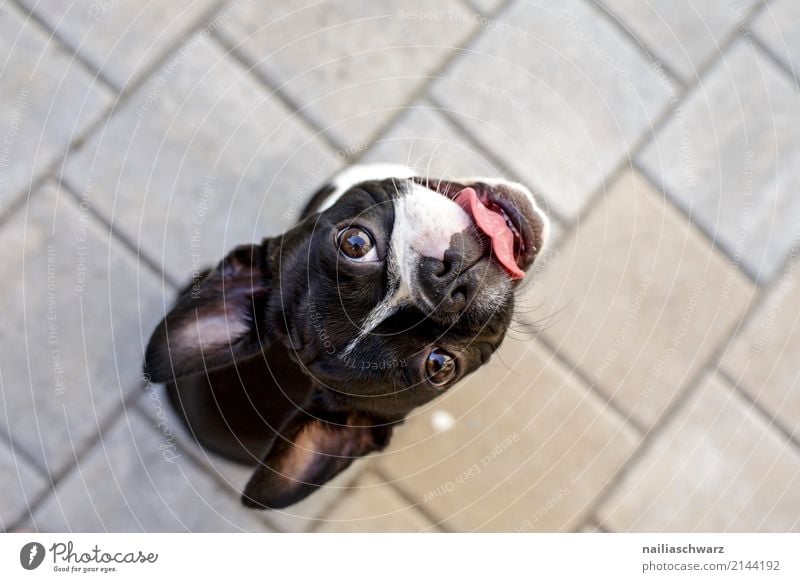 Boston Terrier Sommer Wärme Tier Haustier Hund französische Bulldogge 1 Tierjunges Stein Beton beobachten genießen Blick sitzen warten Coolness Freundlichkeit