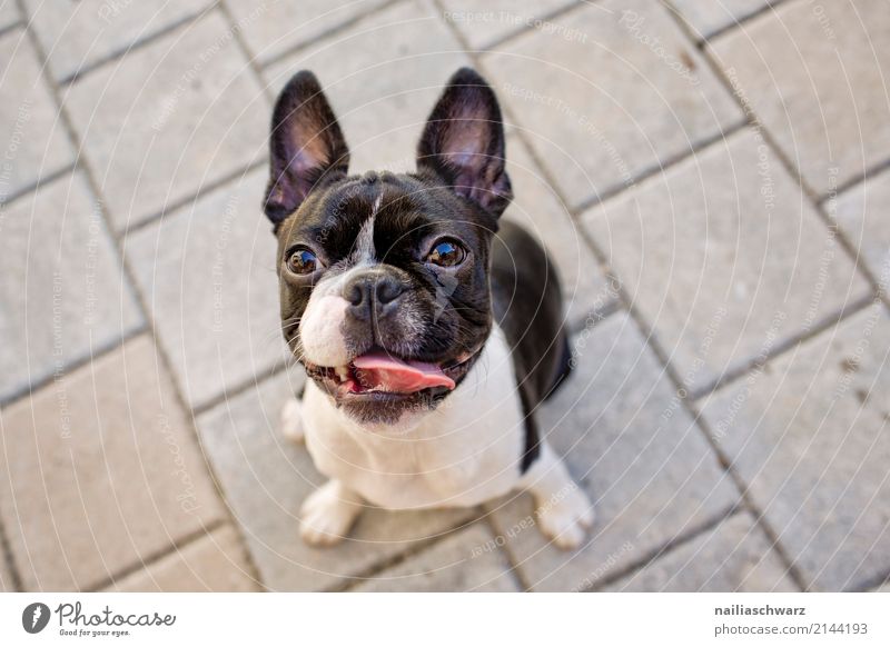 Boston Terrier Portrait Sommer Wärme Tier Haustier Hund Tiergesicht französische Bulldogge 1 Stein beobachten entdecken hören Blick warten Freundlichkeit