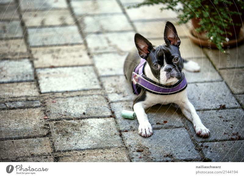 Boston Terrier Sommer Wärme Tier Haustier Hund Tiergesicht boston terrier französische Bulldogge 1 Tierjunges Stein Beton beobachten Erholung liegen Blick