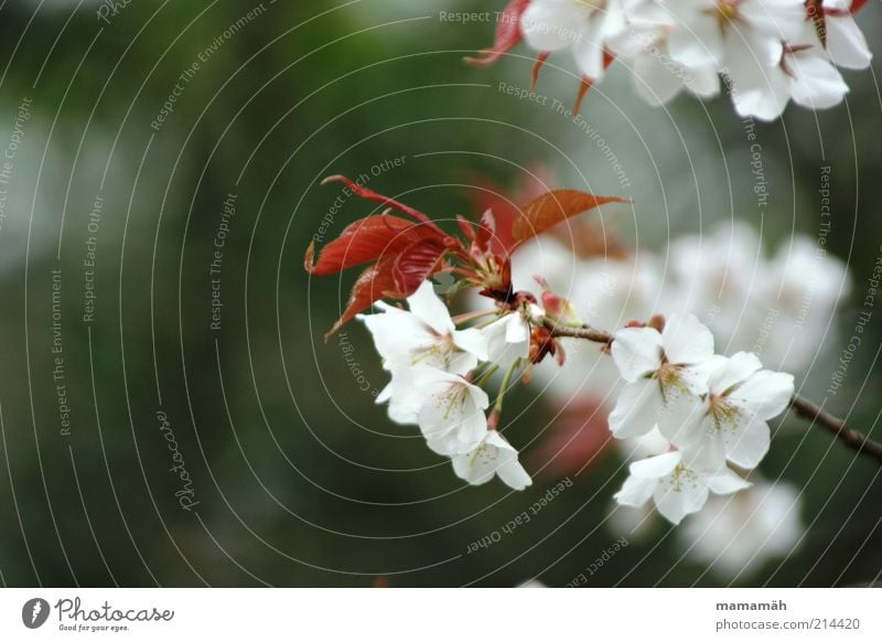 Sakura Natur Pflanze Baum Blatt Blüte schön Kirschblüten Japan Ast weiß Frühling Hanami Blühend Wachstum Außenaufnahme Textfreiraum links Zweige u. Äste