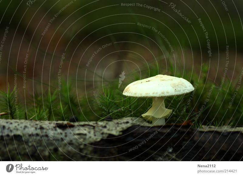 Waldbeleuchtung Natur Pflanze Herbst Baum natürlich weiß Pilz Pilzhut Champignons Baumpilz Wildpflanze 1 Holz Baumstamm Baumrinde Farbfoto Außenaufnahme