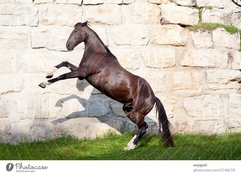 Schöner schwarzer Hengst steigt Mauer Wand Tier Haustier Pferd springen Rappe glänzend steigen Spielen galoppieren Freiheit Poster hoch groß Verhalten