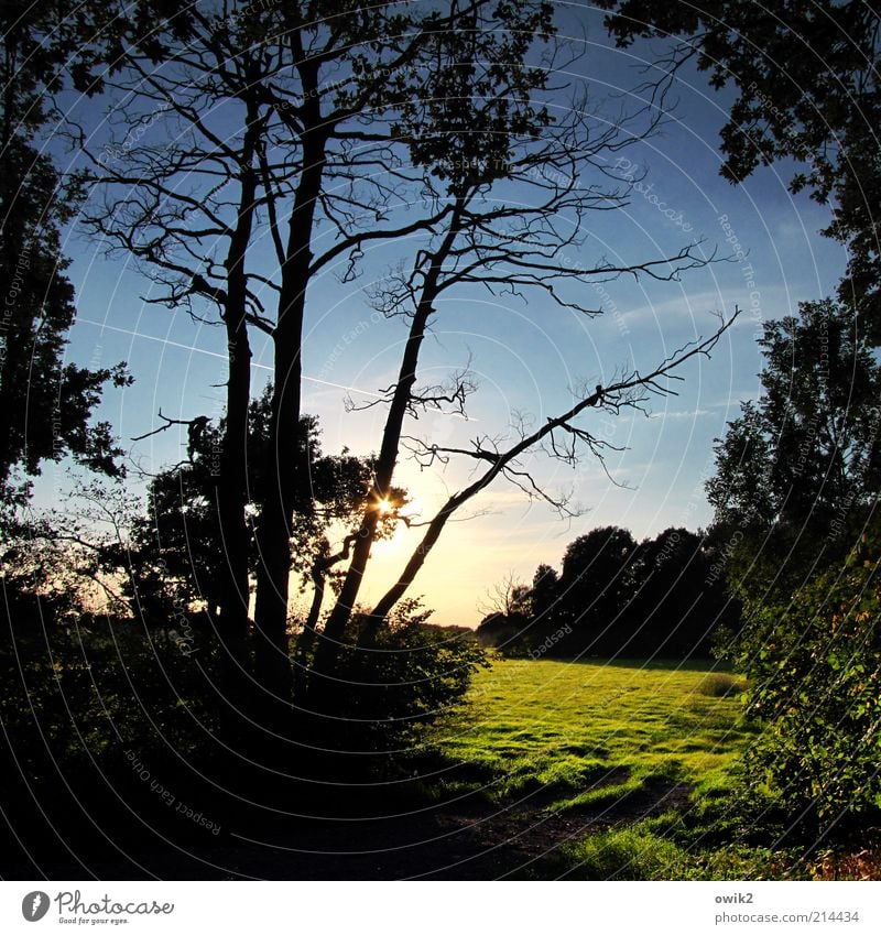 Später Sommer Umwelt Natur Landschaft Pflanze Erde Himmel Wolken Horizont Sonnenaufgang Sonnenuntergang Herbst Klima Schönes Wetter Baum Gras Sträucher Blatt