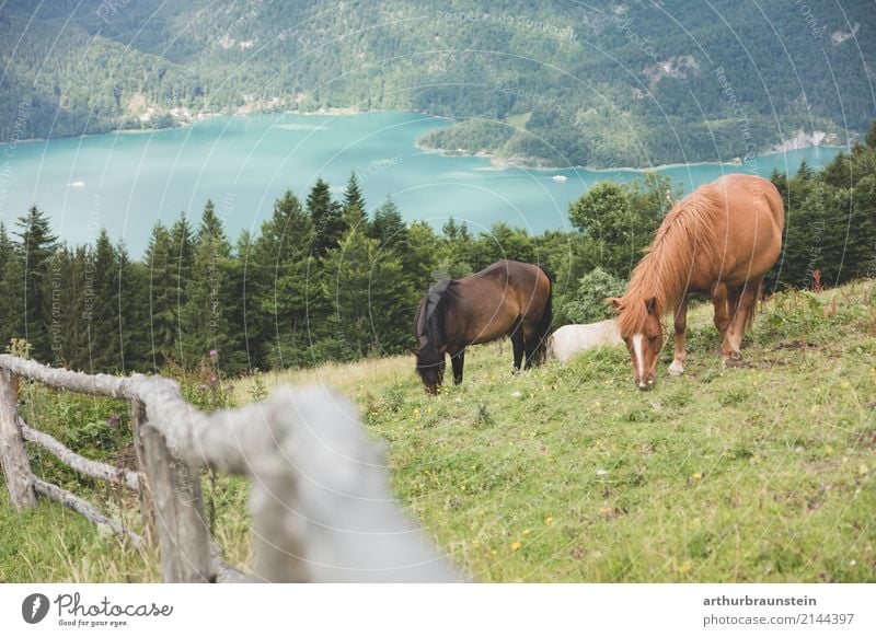 Pferde grasen am Berg Freizeit & Hobby Reiten Ferien & Urlaub & Reisen Tourismus Ausflug Sommer Sommerurlaub Berge u. Gebirge wandern Klettern Bergsteigen Natur