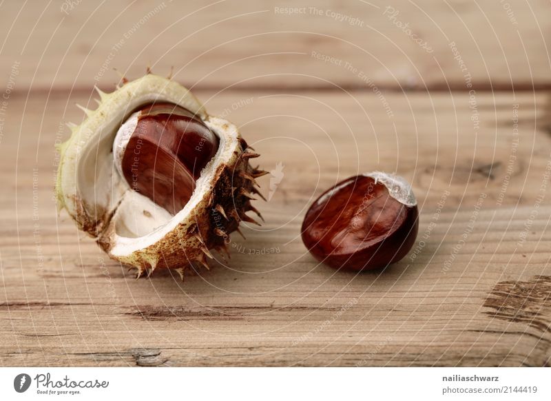 Rosskastanien in der Schale Bioprodukte Vegetarische Ernährung Natur Herbst Pflanze Kastanie Nuss Holz glänzend groß natürlich rund schön braun gelb Kraft brown