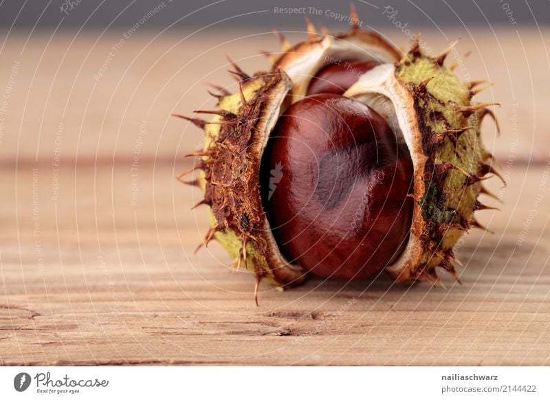 Kastanienzeit Lebensmittel Bioprodukte Vegetarische Ernährung Herbst Pflanze Baum Grünpflanze Nutzpflanze Holz einfach glänzend nah natürlich rund schön braun