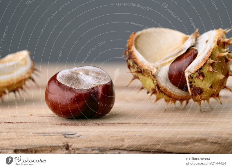 Rosskastanie Kastanienbaum Natur Pflanze Herbst Holz glänzend natürlich stachelig braun grau Kraft Farbe brown Stachel Hülle Farbfoto Studioaufnahme