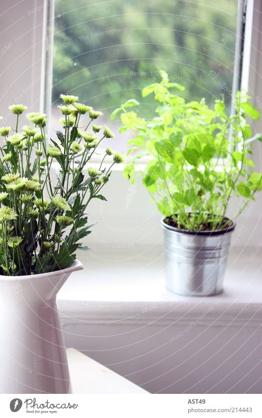 Fensterbank Häusliches Leben Wohnung Innenarchitektur Dekoration & Verzierung Raum Pflanze Frühling Sommer Schönes Wetter Blume Blatt Grünpflanze Nutzpflanze