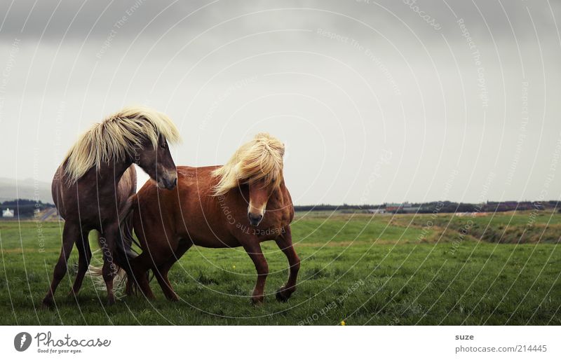 Wilde Hilden Umwelt Natur Landschaft Tier Himmel Wolken Horizont Wind Wiese Nutztier Wildtier Pferd 2 Tierpaar laufen ästhetisch natürlich wild Stimmung Mähne