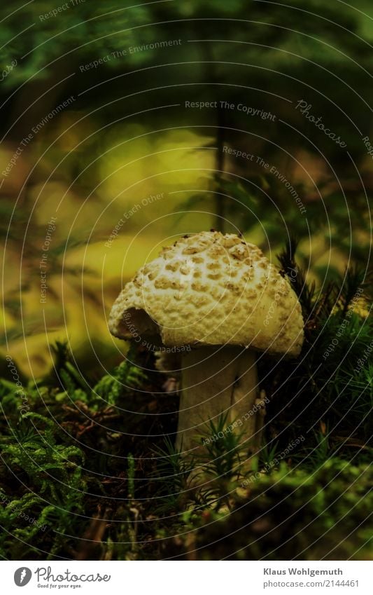 Giftzwerg Lebensmittel Pilz Umwelt Natur Sommer Herbst Moos Wald stehen Wachstum wild braun gelb grün schwarz Idylle Knollenblätterpilz Farbfoto Außenaufnahme