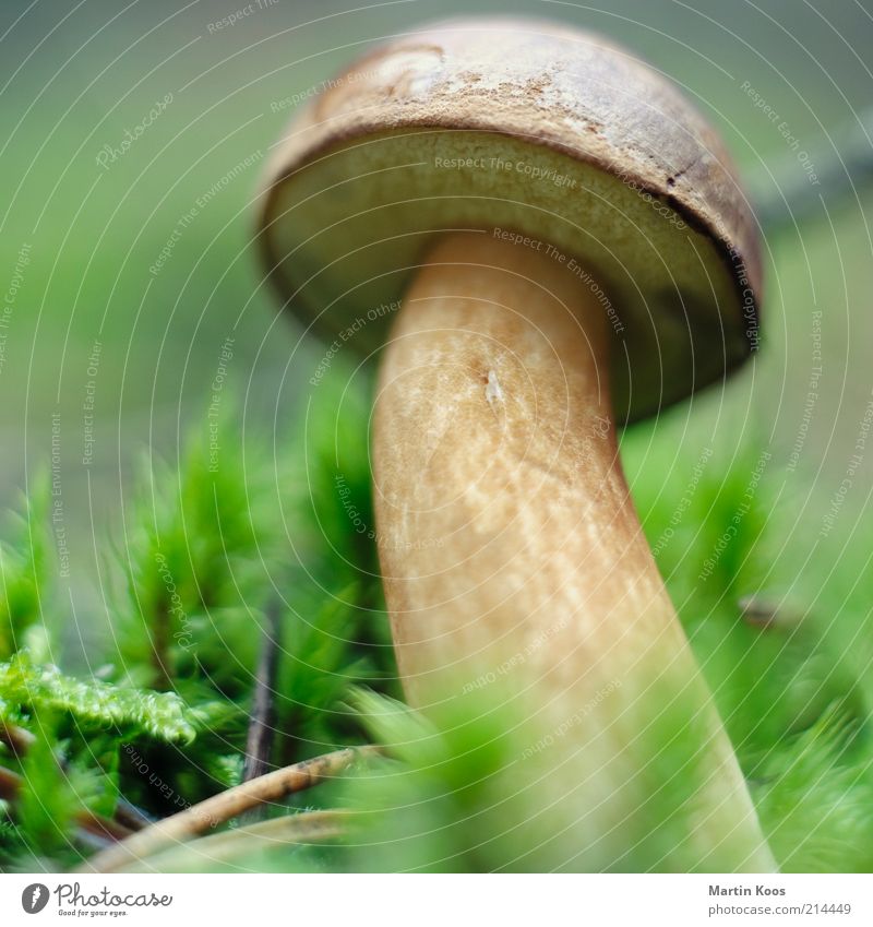 Pilzsaison Leben Pflanze Moos Pilzhut Speisepilz Maronenröhrling Braunkappe Röhrling Waldboden Herbst Pilzzeit Wassertropfen braun heimisch Farbfoto Nahaufnahme