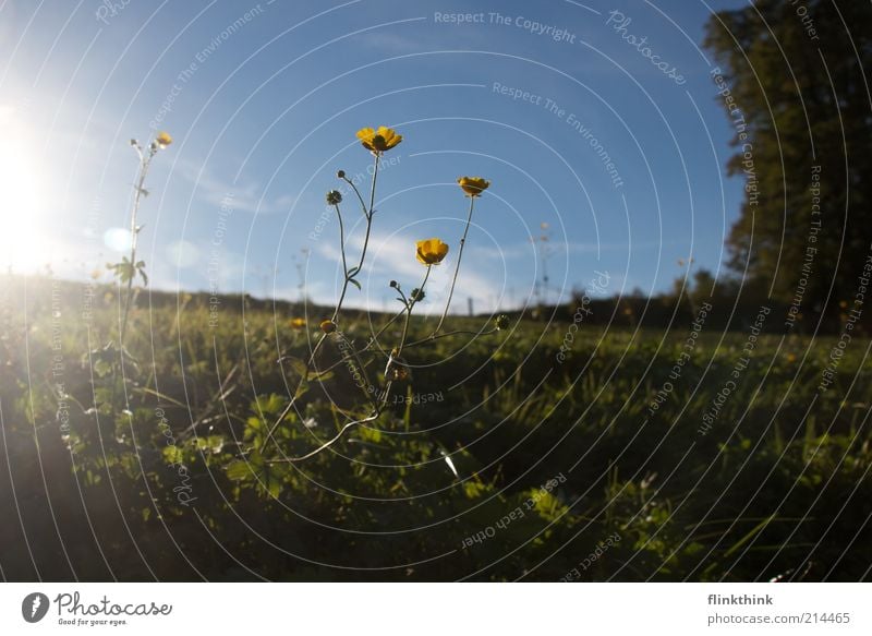 Sommerabend #2 Umwelt Natur Landschaft Sonne Sonnenuntergang Sonnenaufgang Sonnenlicht Schönes Wetter Blauer Himmel Gras Blüte Grünpflanze genießen träumen