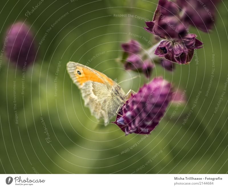 Beobachtet Umwelt Natur Pflanze Tier Sonne Sonnenlicht Sommer Schönes Wetter Blume Blatt Blüte Wildpflanze Wiese Wildtier Schmetterling Tiergesicht Flügel Beine