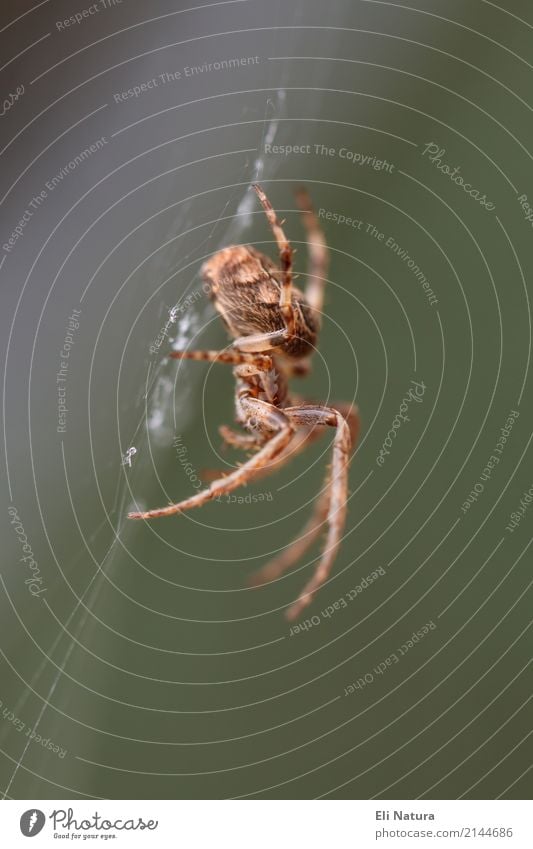 Am Netz Natur Garten Park Wiese Wald Tier Wildtier Spinne Kreuzspinne Heimat 1 berühren Bewegung bedrohlich gruselig Angst Entsetzen Todesangst Umweltschutz