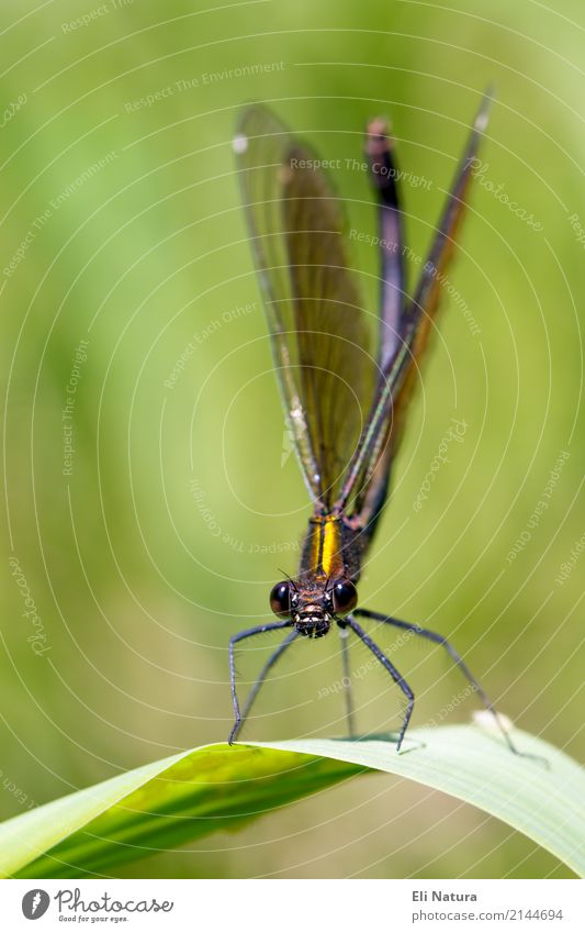 Blauflügel-Prachtlibelle Libelle Natur Naturschutz Garten Bachufer frontal Insekt Tier Makroaufnahme Nahaufnahme Farbfoto Außenaufnahme Tag Tierporträt Flügel