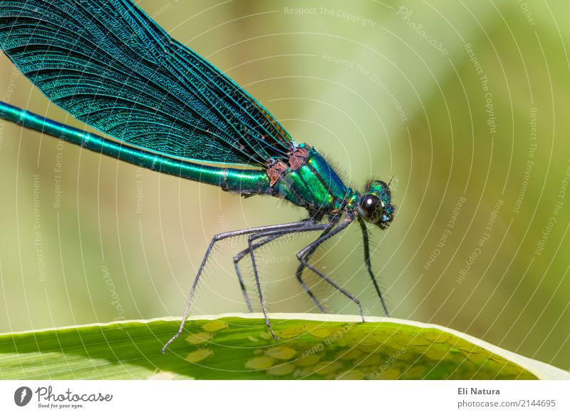 Libelle #3 Pflanze Blatt Garten Park Seeufer Flussufer Teich Bach Tier Wildtier Flügel 1 ästhetisch exotisch gigantisch klein nah blau gelb grün türkis schön