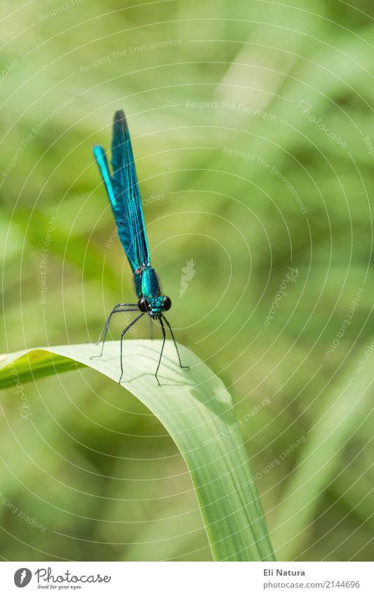 Libelle #2 Natur Landschaft Pflanze Frühling Sommer Blatt Garten Park Wiese Seeufer Flussufer Teich Bach Tier Wildtier Flügel Insekt Prachtlibellen 1 beobachten