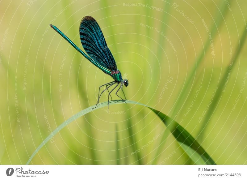 Blauflügel-Prachtlibelle auf einem Grashalm Natur Pflanze Frühling Sommer Blatt Garten Park Wiese Teich Bach Fluss Seeufer Tier Wildtier Insekt Libelle 1