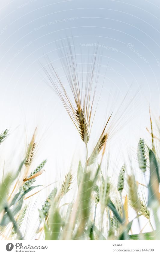 Ähre Leben harmonisch Sinnesorgane ruhig Freiheit Umwelt Natur Pflanze Wolkenloser Himmel Sommer Schönes Wetter Nutzpflanze Gerste Gerstenfeld Kornfeld Feld