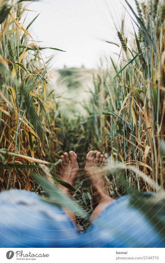 Sommerfüße im Feld Lifestyle harmonisch Wohlgefühl Zufriedenheit Sinnesorgane Erholung ruhig Freizeit & Hobby Ausflug Freiheit Mensch Fuß 1 Umwelt Natur Pflanze