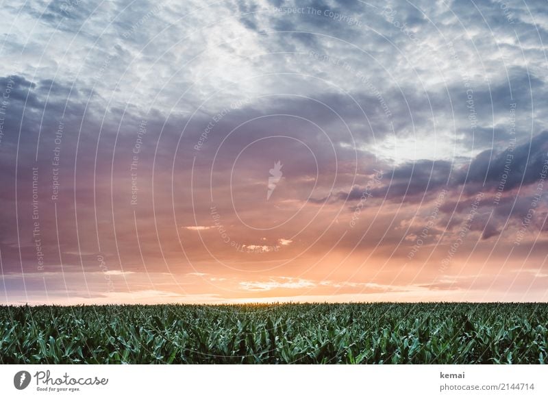 Summer field harmonisch ruhig Ferne Freiheit Umwelt Natur Landschaft Himmel Wolken Sonnenaufgang Sonnenuntergang Sommer Schönes Wetter Pflanze Nutzpflanze